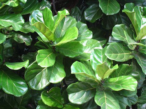 It makes a bold statement in your home and office & great decor. Plants & Flowers » Ficus lyrata
