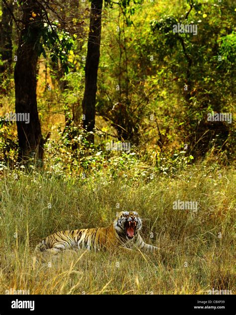 Royal Bengal Tiger In Habitat Of Tadoba Andhari Tiger Reserve Stock