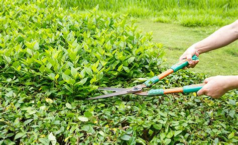 Tips For Pruning Plants Shrubs And Trees The Home Depot