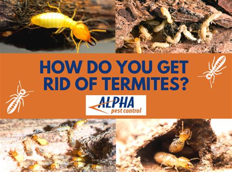 Getting Rid Of Termites In Arizona Alpha Pest Control