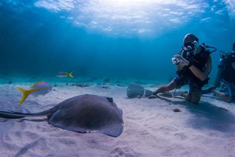 10 Tips For Photographing Marine Life Underwater360