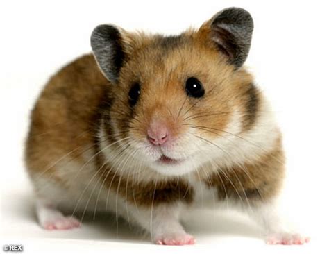 Free Download Funny Hamster Photos All Wallpapers New X For Your Desktop Mobile
