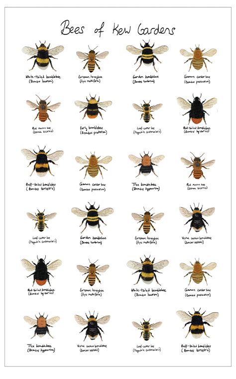 British Bees Identification Guide Fsc Bee Guide For Great Britain