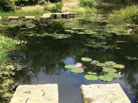 pond specialist in gloucestershire