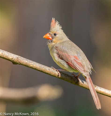 Female Northern Cardinal Welcome To