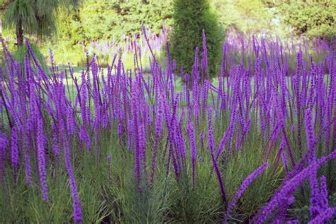 There are many better houseplants you can choose if you want flowers. liatris-spicata-landscape_springer | Florida native plants ...