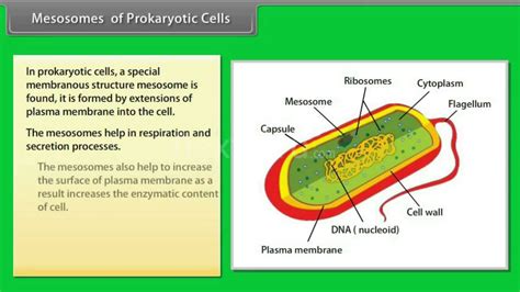 A prokaryotic cell contains external and internal structures. Mesosomes of Prokaryotic Cells - YouTube
