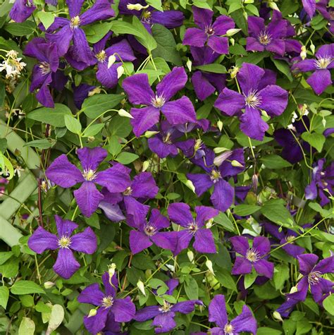 Perennial Picks That Make Quick Climbers In 2020 Climbing Flowers