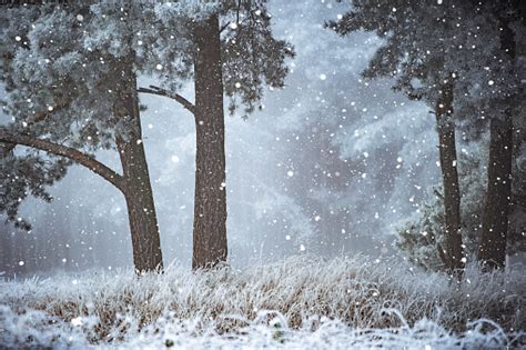 Winter Scene Snow Falling In A Foggy Winter Forest Stock Photo