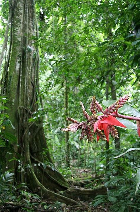 However, their skills depend on the type of rainforest in which they exist since. 15 best Rainforest Plants images on Pinterest | Tropical rain forest, Rainforest flowers and ...