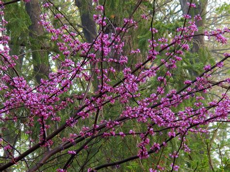 When is the best time to plant in missouri. Minnesota Strain Redbud - Knecht's Nurseries & Landscaping