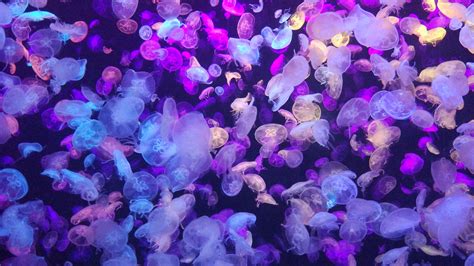 Jellyfish Aesthetic Wallpaper
