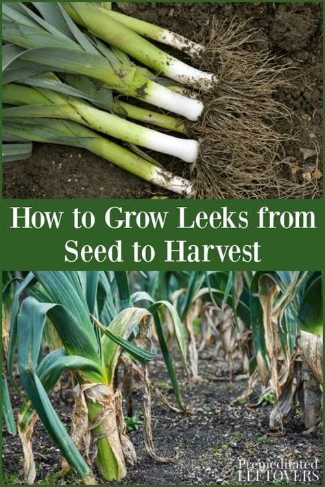 The basis of successful cultivation of onion are two factors: How to Grow Leeks in the Garden: A Guide to Planting ...