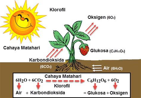 Proses Fotosintesis Pada Tumbuhan Proses Fotosintesis Pada Tumbuhan Pengertian Reaksi Dan