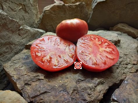 A Popular Dwarf Tomato Dwarf Burpee Giant Tomato Seeds Available Here