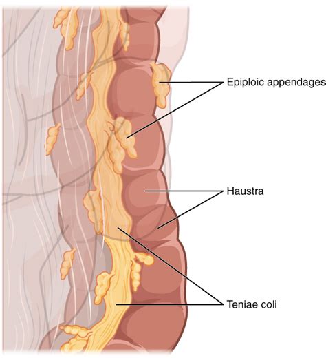A part of the digestive tract where the majority of nutrients are absorbed. The Small and Large Intestines · Anatomy and Physiology