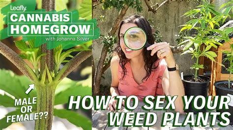 How To Sex Your Weed Plants Leafly Homegrow Series Mary Had A Little Gram