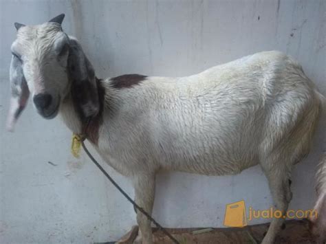 We did not find results for: Gambar Kambing Jawa Randu