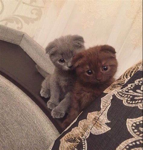 Possibly The Cutest Kittens Ever I Think Theyre Scottish Folds Aww