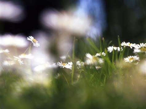 Nature Flowers Picture White Blooming Flowers Among Green Grass Free