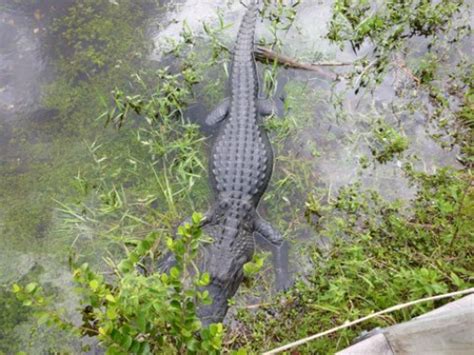 Alligators In Florida Warnings Facts And Enemies