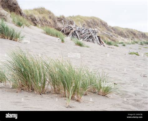 Coastal Landscape With New Sea Grass Growing In Foreground Stock Photo