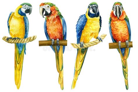 Set Tropical Birds Macaw Isolated White Background Parrots Watercolor