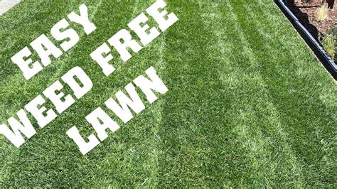 Kill Lawn Weeds And Save Your Grass Ortho Weed B Gone Spray