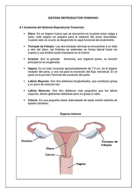 Esquema Del Aparato Reproductor Femenino