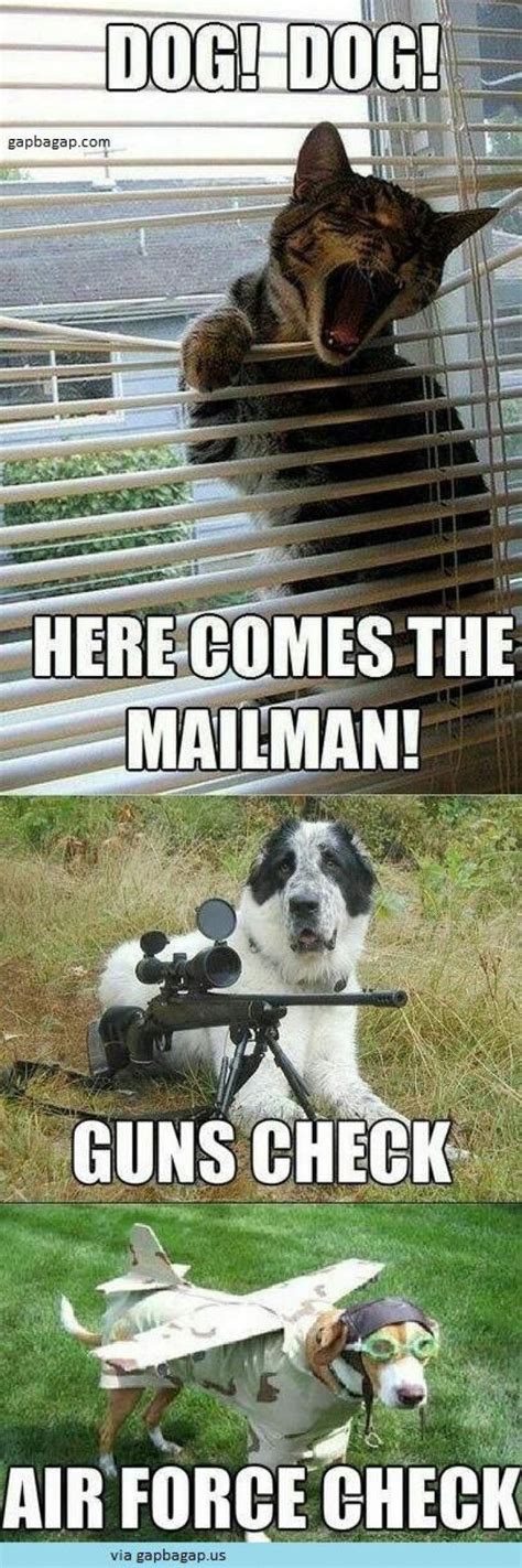 The Mailman Is Coming Dyr Funny Dog Memes Funny Animal Memes