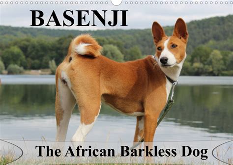 Basenji The African Barkless Dog Calvendo