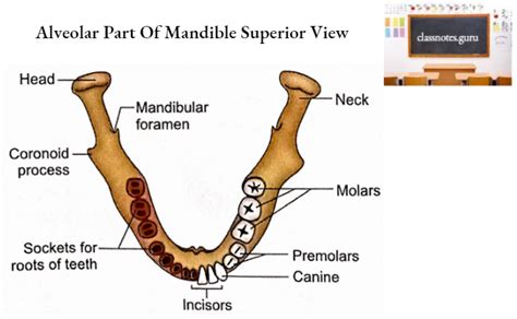 Mandible Osteology Anatomy Notes Class Notes
