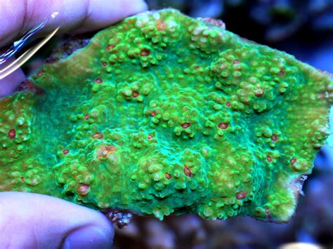 Press Release Green Fluorescence From Reef Building Corals Attracts
