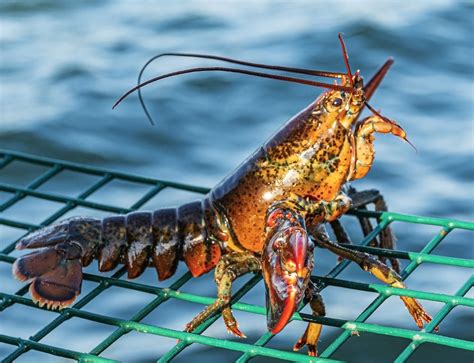 Uk Recognizes Lobster Sentience Discover Magazine