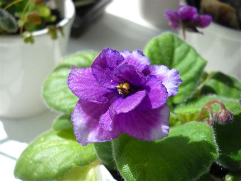How to Grow African Violet-Saintpaulia - Garden Chronicle