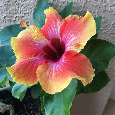 How To Grow Tropical Hibiscus Grow Tropical Hibiscus