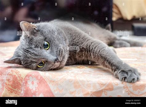 Real Pretty Brooding Adult Grey Cat With Yellow Eyes Lying Stock Photo