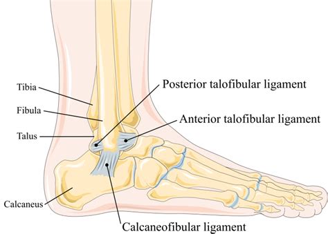 Ankle Sprain Part 1 Supporting The Lateral Ankle Ligaments