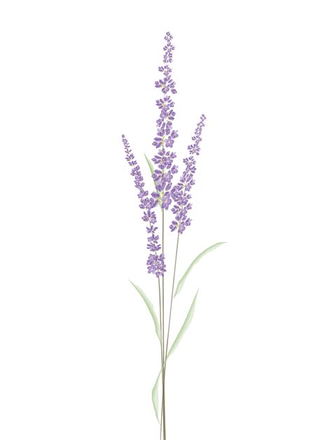 Lavender Watercolor Design Free Image On Pixabay