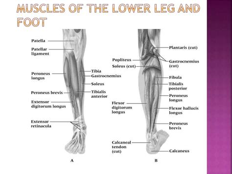 Sport Injuries Ankle And Lower Leg Injuries