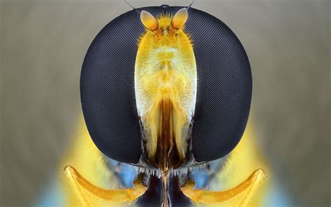 Extreme Macro Close Ups Of Insect Faces By Yudy Sauw Spider Face