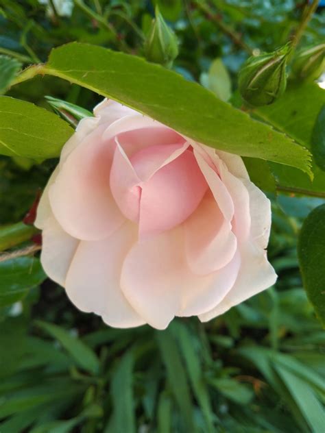 Summer Rose Spring Free Photo On Pixabay Pixabay