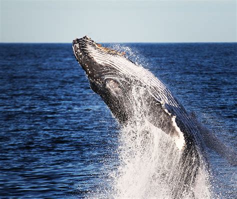 Annual Whale Migration Makes Splash Mirage News