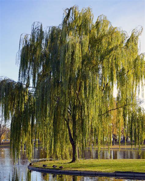 Weeping Willow Tree Plant Charlesandcambria