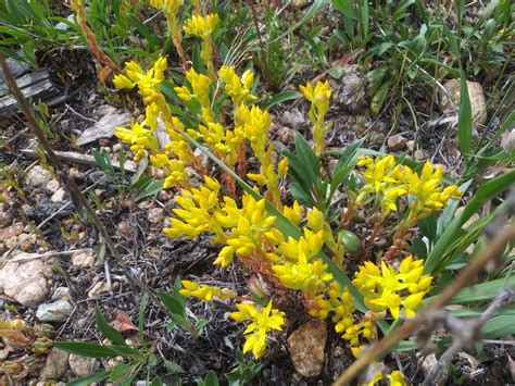 Have You Seen Sedum In The Alpine Tundra In Rocky Mountain National