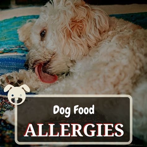 Dog Food Allergies Symptoms Causes And Treatment Dog Food Heaven