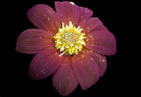 Incredible Pictures Of Glowing Flowers