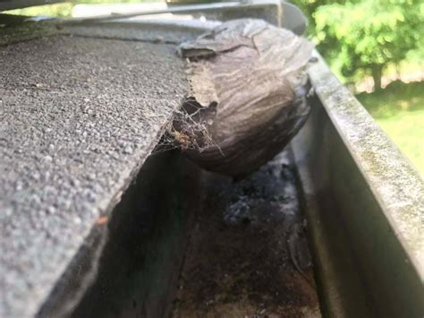 Alternatively, shortline bus operates a bus from new york. Gallery | Buggsies Pest Services Inc.