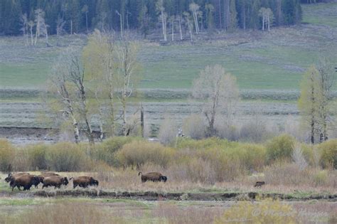 Marcel Huijser Photography Rocky Mountain Wildlife Bison Bison