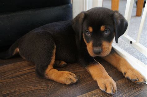 The dog was given to me as a gift but im unable to take care. Rotterman Puppies For Sale | Worcester, Worcestershire ...